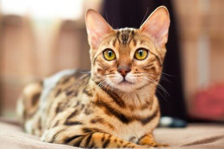 miniature leopard cat
