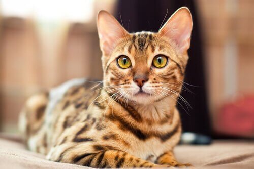 This is a bengal cat.