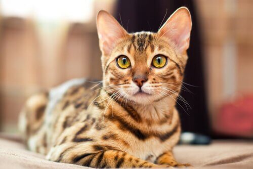 This is a bengal cat.