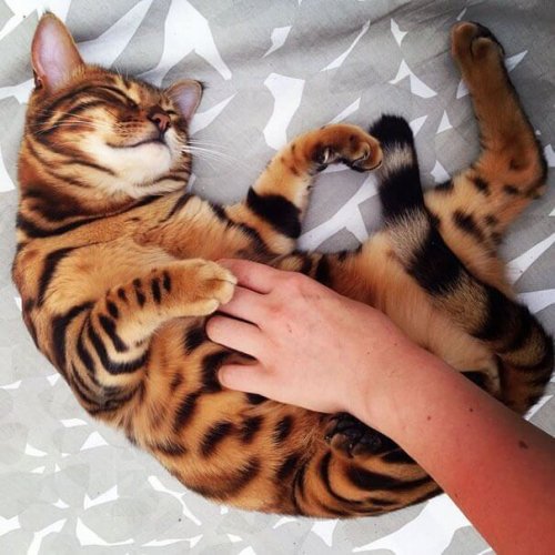 The Bengal Cat, a Miniature Leopard at Home - My Animals