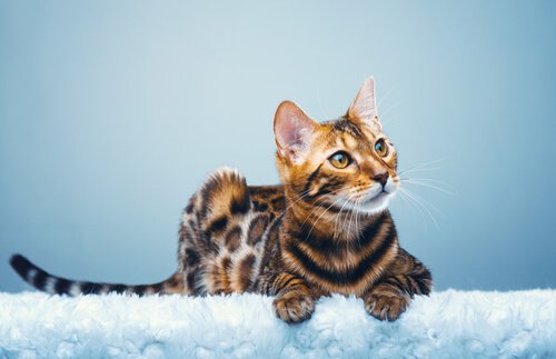The Bengal Cat, a Miniature Leopard at Home - My Animals
