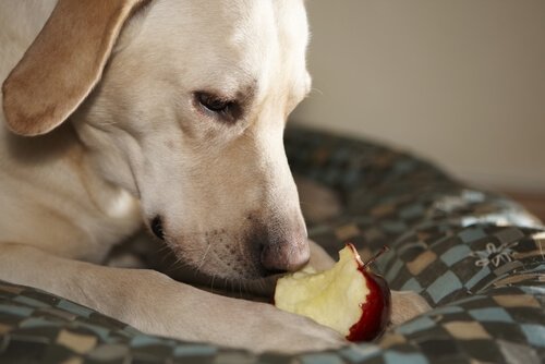A dog with an apple.