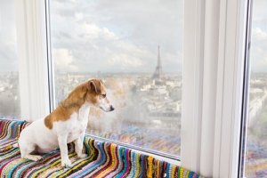 The 9 Best Pet-Friendly Destinations