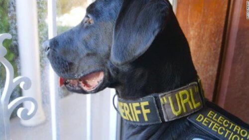 A Police Dog that Discovers Porn Files