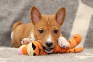 The Big Debate: Do Dogs Need Prozac?