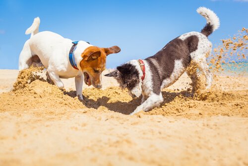 Two dogs playing in the sand.
