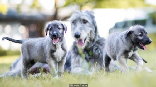 Two puppies with their mom.