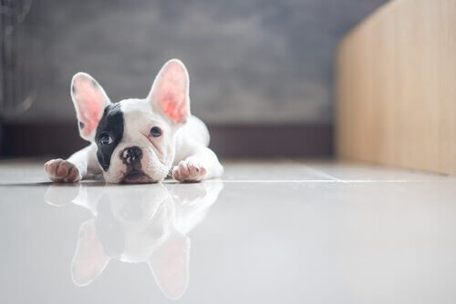 A puppy laying on the floor. 