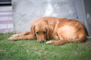 How to Know if Your Pet Needs to See a Psychologist