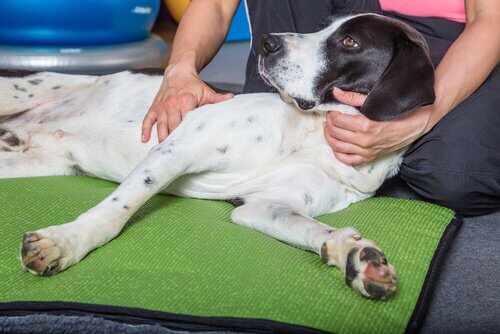 A dog at blood donation center.