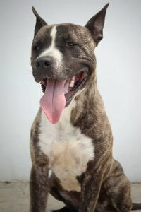 A large dog sitting.