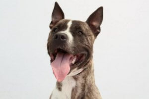 The Effects of Illegal Dog Fights