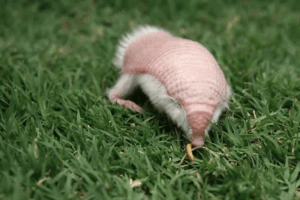 A pink fairy armadillo walking in the grass.