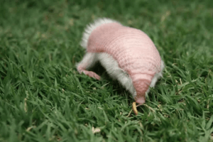 A pink fairy armadillo walking in the grass. 