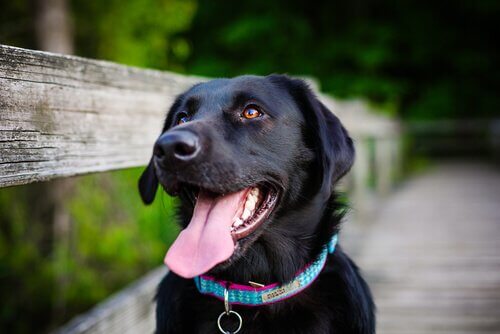 A smiling black labrador.