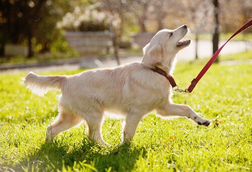 A happy dog in the park.