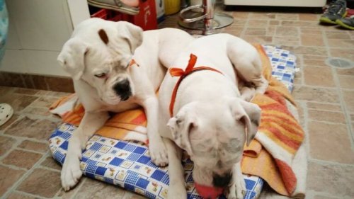 Two dogs playing together.