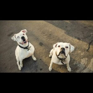 The Boxer Dog who Found a New Home