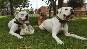 Three dogs sitting in a garden.
