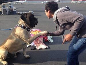 A person shaking a dog's hand.