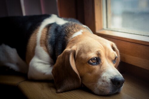 Sad dog stares out the window. 