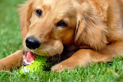 A dog chewing his toy.