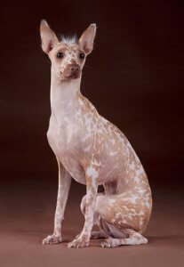 One of the strangest dog breeds.