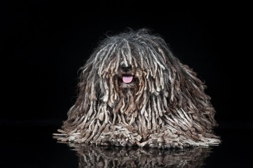 A dog that looks like a mop.