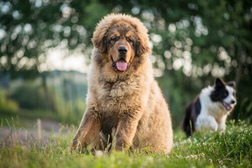 A dog that looks like a bear.