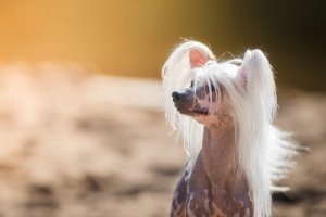 Meet the Strangest Dog Breeds