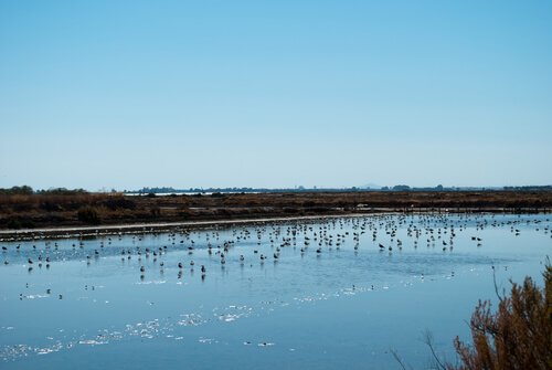 A picture of Doñana National Park. 
