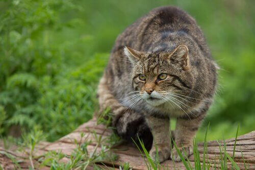 A cat in the Doñana Park.