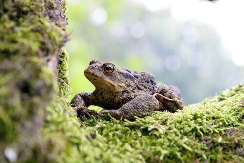 A frog on some moss.