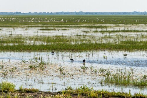 Τα ζώα στο εκπληκτικό εθνικό πάρκο Doñana