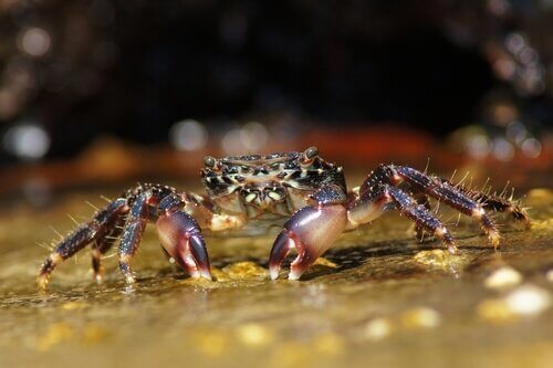 A crab crawling.