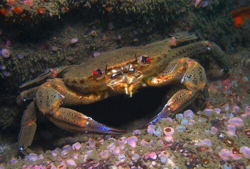 Crabs and velvet crabs in the water.