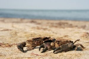 Differences Between Crabs and Velvet Crabs
