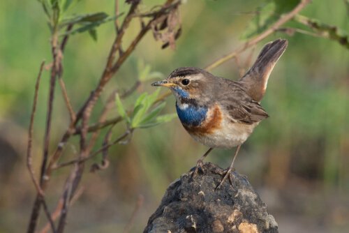 A bluethroat nightingale perched on a tree.