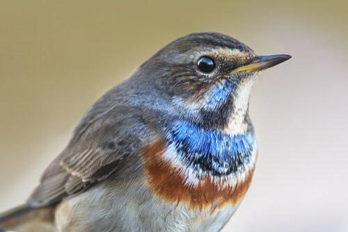 The bluethroat nightingale showing off its plumage.