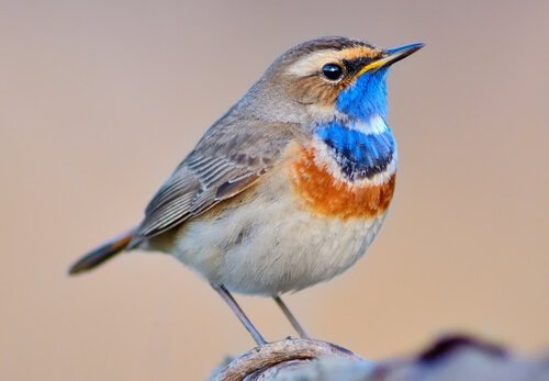 Bluethroat Nightingale: Όλα για αυτό το υπέροχο πουλί