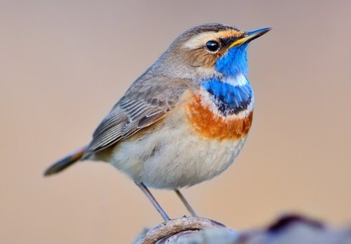 Bluethroat Nightingale: All About this Wonderful Bird