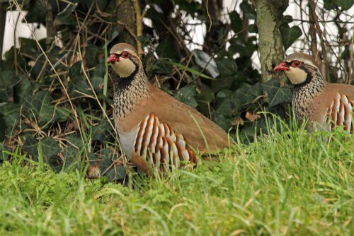 Two partridge birds.