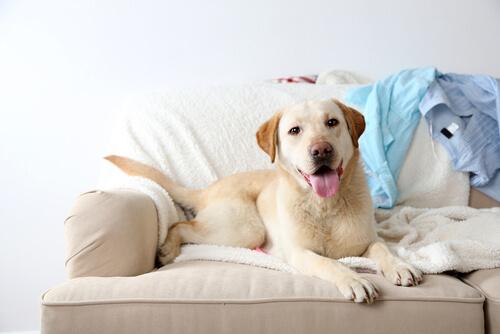A dog sitting on the couch.