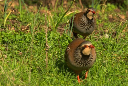 Is Size the Only Difference between Partridge and Quail?