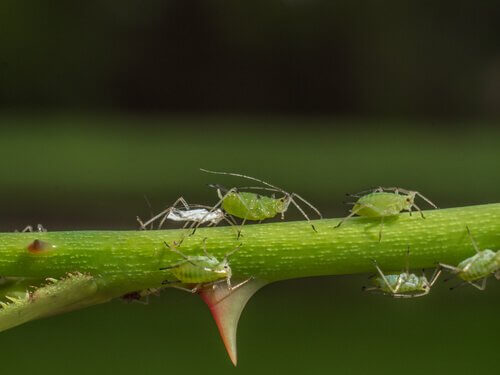 Some aphids on a plant.