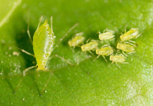 The Different Species of Aphids and Their Characteristics