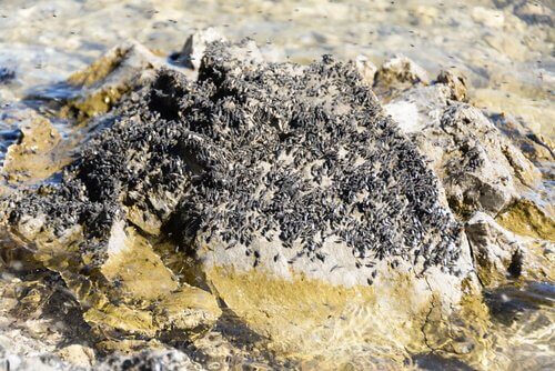 Marine insects on a rock.