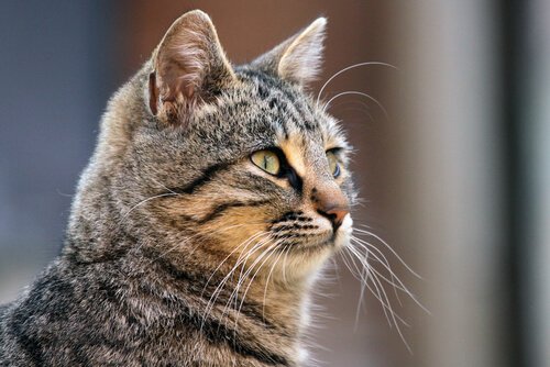 Learn all the Secrets about Your Cat's Whiskers