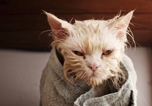 A wet cat wrapped in a towel.