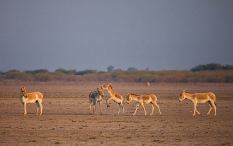 Several asses on the plains